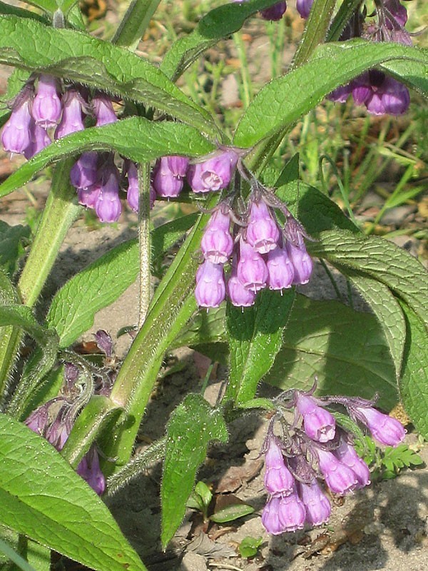 Closeup of herb with purple drop flowers