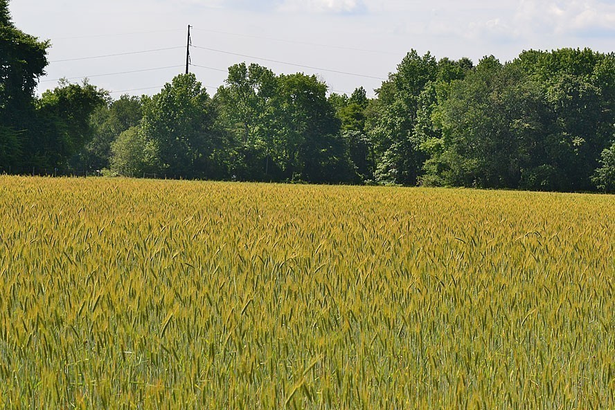 Large field of golden herbs with trees in background