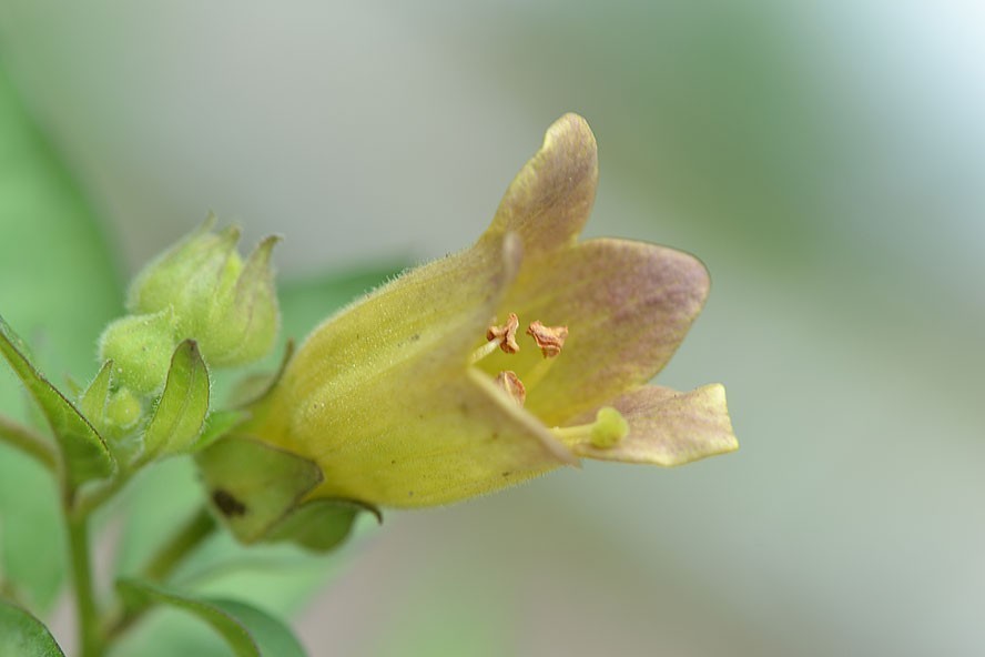 Closeup of a light yellow flower with pinkish tips