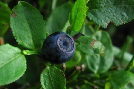 Bilberry Leaf Bulk Dry Herb