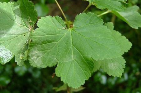 Blackcurrant Leaf Bulk Dry Herb