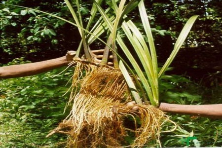 Calamus Root Bulk Dry Herb
