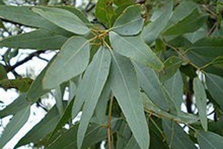 Eucalyptus Leaf Bulk Dry Herb