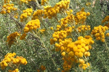 Everlasting Flower Bulk Dry Herb