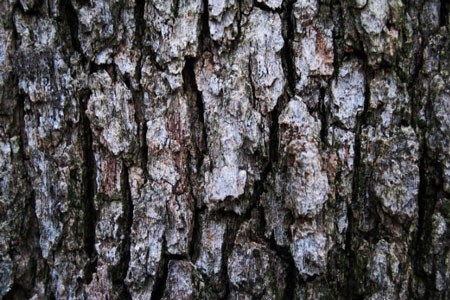 Oak Bark Bulk Dry Herb