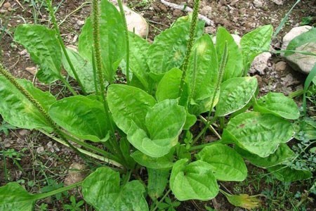 Plantain Leaf Bulk Dry Herb