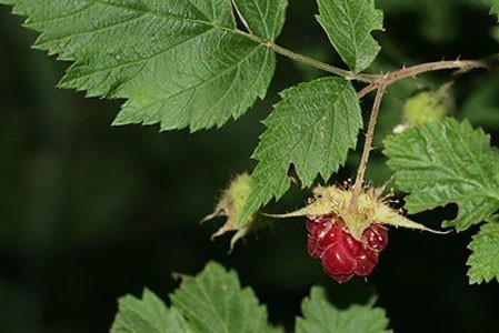 Raspberry Leaf Bulk Dry Herb