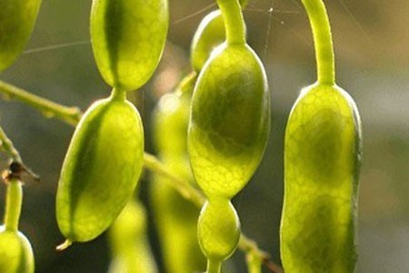 Sophora Japonica Fruit Bulk Dry Herb