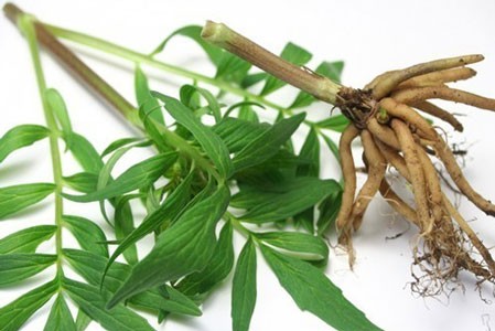 Valerian Root Bulk Dry Herb